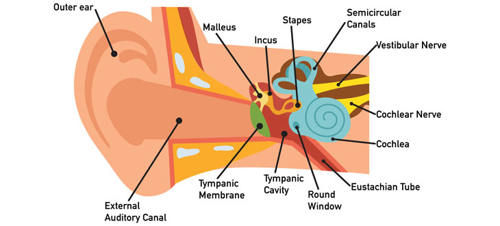 Inner ear infection tinnitus sale