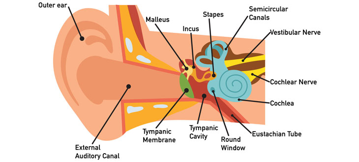 Ear Anatomy Diagram