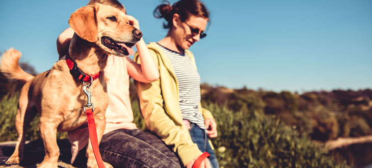 what dog has the best hearing