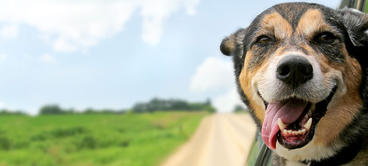 Can Your Dog Understand You? Can Your Dog Understand You?
