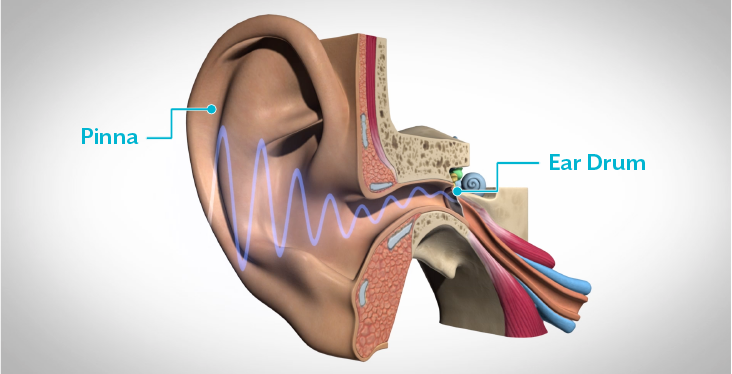 Sound travels from the pinna into the ear drum.