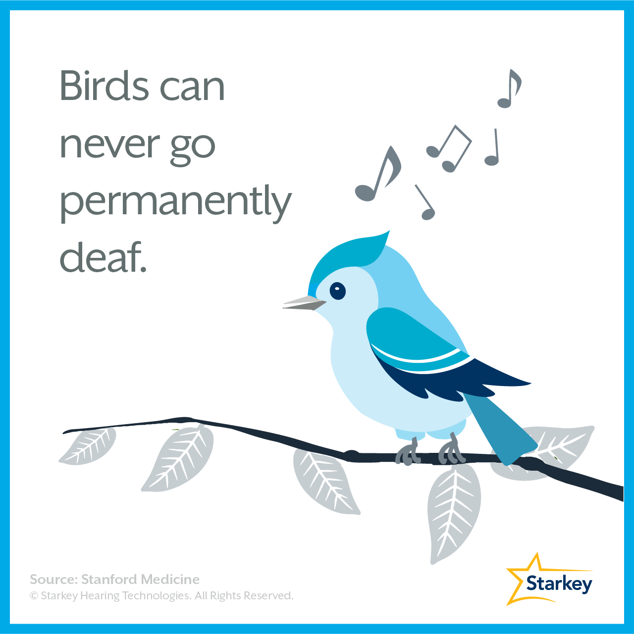 Why birds cannot go permanently deaf.