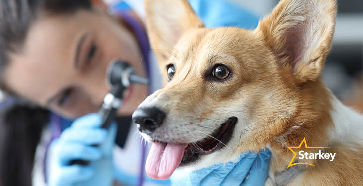 hearing aids for dogs